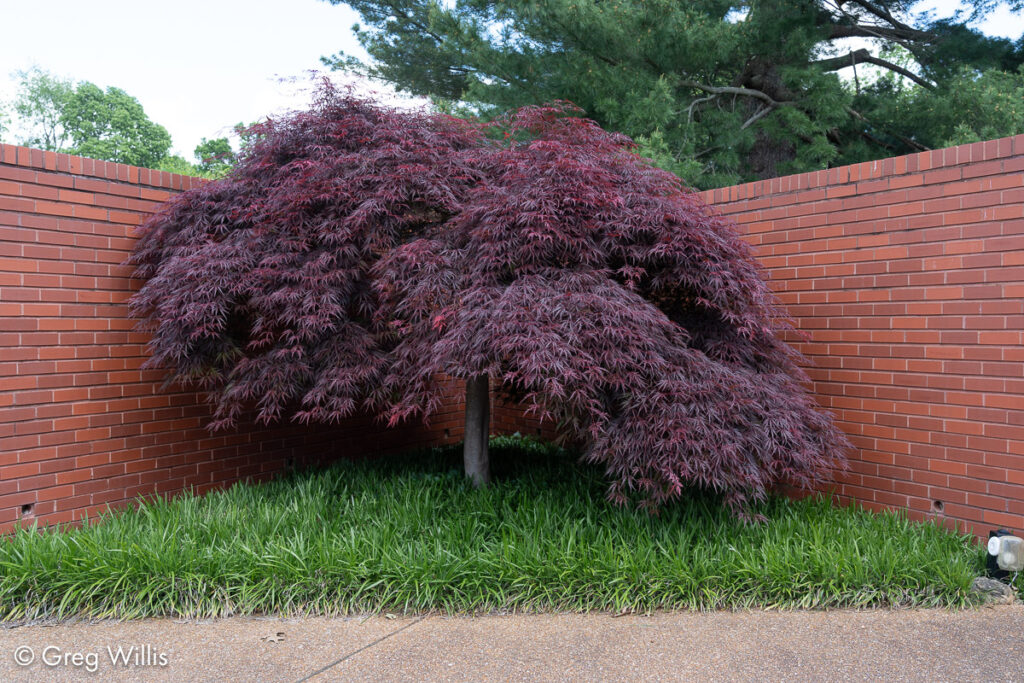 Japanese Maple, Ebsworth House